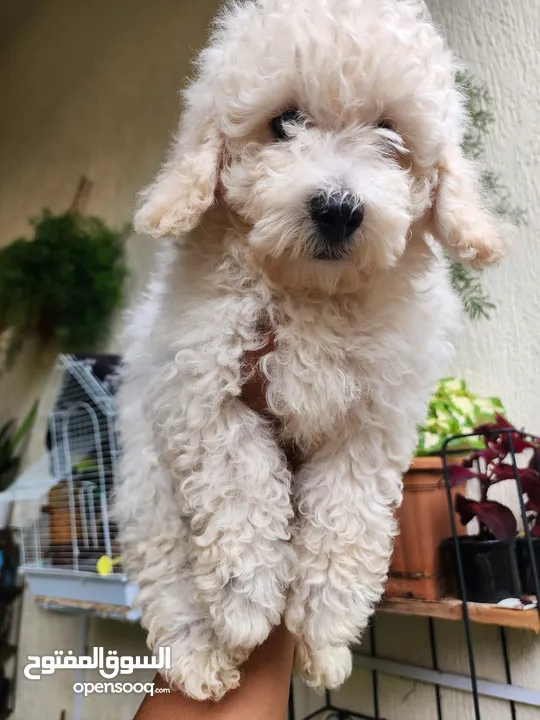 MiNi Poodle Male Puppy