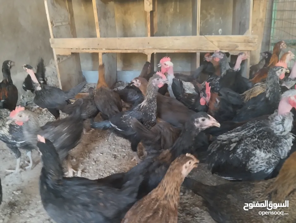 فراخ بلدي للبيع