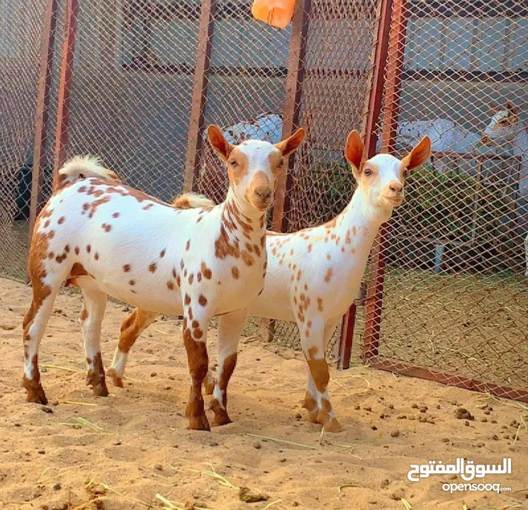 زبدة بقر عماني و زبدة غنم وسمن بقر وسمن غنم وسمن جعد مال دار مضمون 100% طعم وريحته تضرب فالبيت كامل.