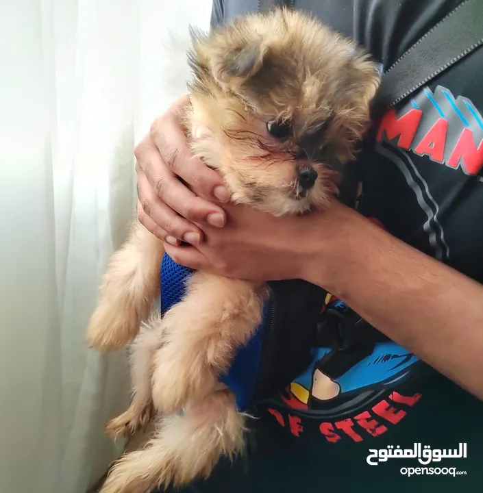 Shihtzu for adoption