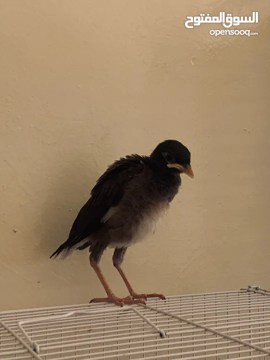 Tamed Mynah (KIWI) - Comes flying to us