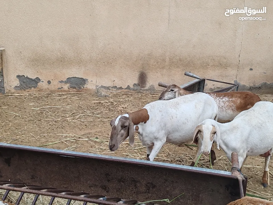 للبيع جاعده تهجين برازيلي سوداني أم ثلاث ولدات بصحه ممتازه. يوجد فيديو للجاد السعر 180 ريال قابل للت