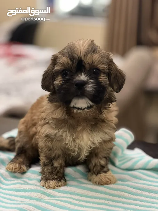 2months Old Shih Tzu Available in Sharjah