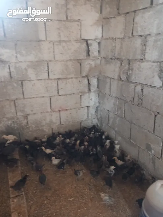 فراخ بلدي للبيع