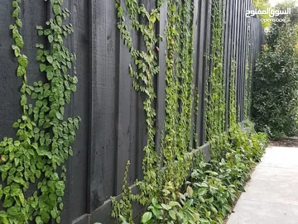 plants and flowers,garden