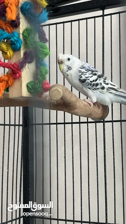 زوج بادجي budgie pair