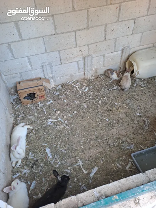 ارانب معاشير للبيع