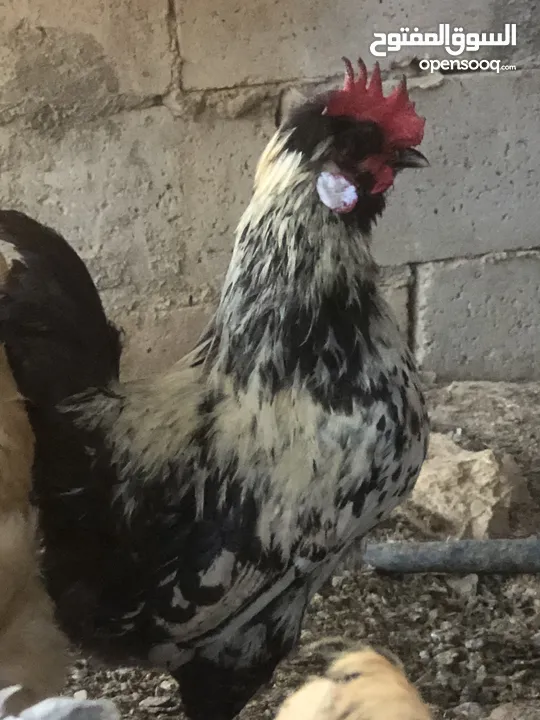 دجاج براهمي