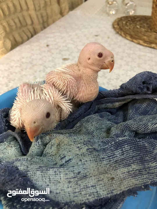 Two Indian ring neck parrot chick white Color For Sale Age Around 20 days