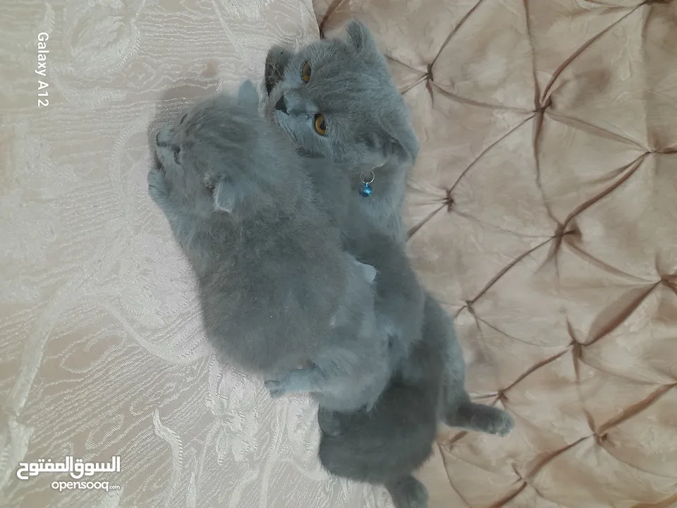 قطط سكواتش فولد  الام والاب  نفس الفصيله الاذن  قصيره   لس لم يتم الفطام البيع الام  والاولاد
