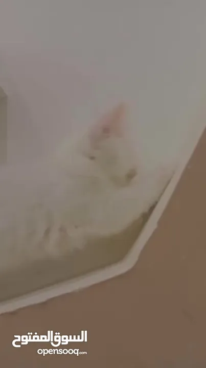 قطط انقورا تركي ذكور للبيع القطط صحه و جمال و اناقه و ادب و احترام ما شاء الله