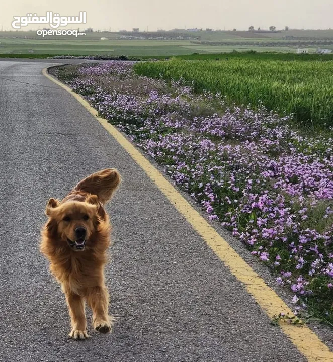 جوز Golden Retriever جولدن ريتريفر اصلي ذكر وأنثى لأعلى سعر