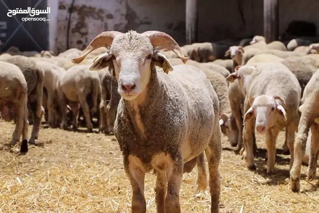 حليب غنم وبقر طبيعي 100%يصلكم من مزارعنا