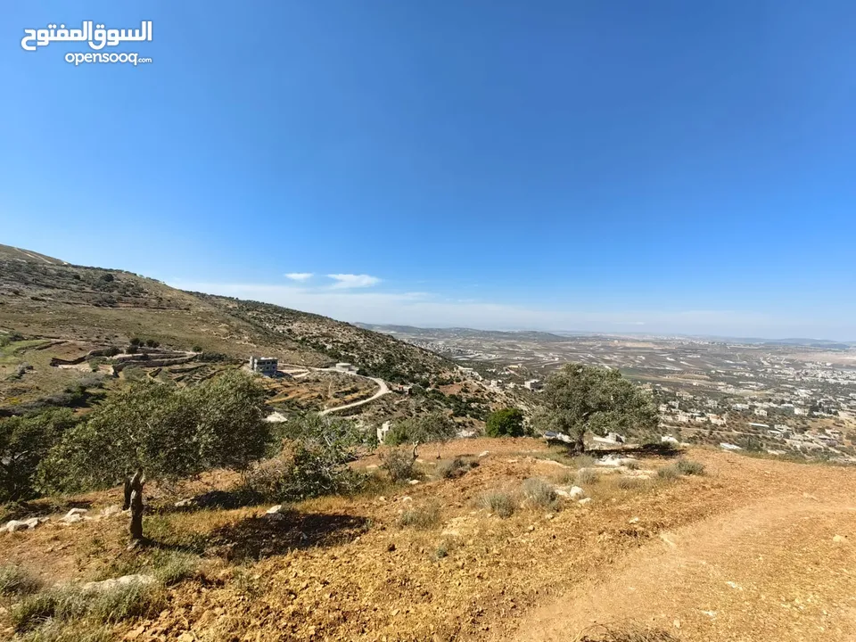قطعة ارض 19 دنم زيتون كوشان واحد سعر ببلاش