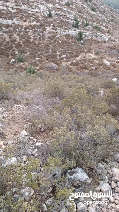 ارض للبيع في جفنا مساحه 600, متر للبيناء