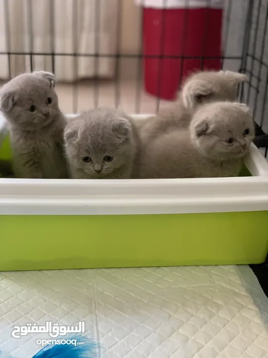 Scottish fold and British short hair 