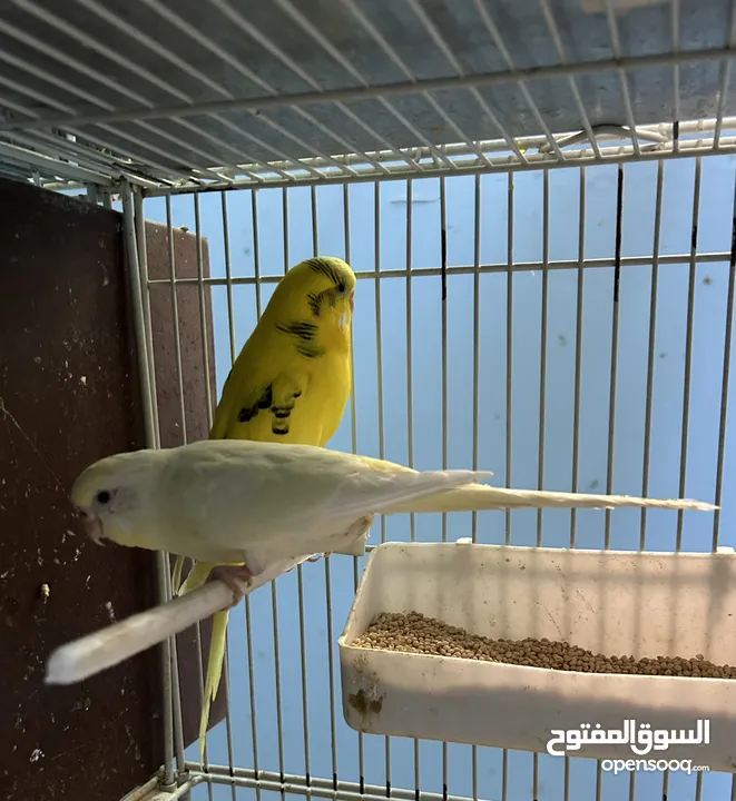 جوزين طيور حب شغالين للبيع