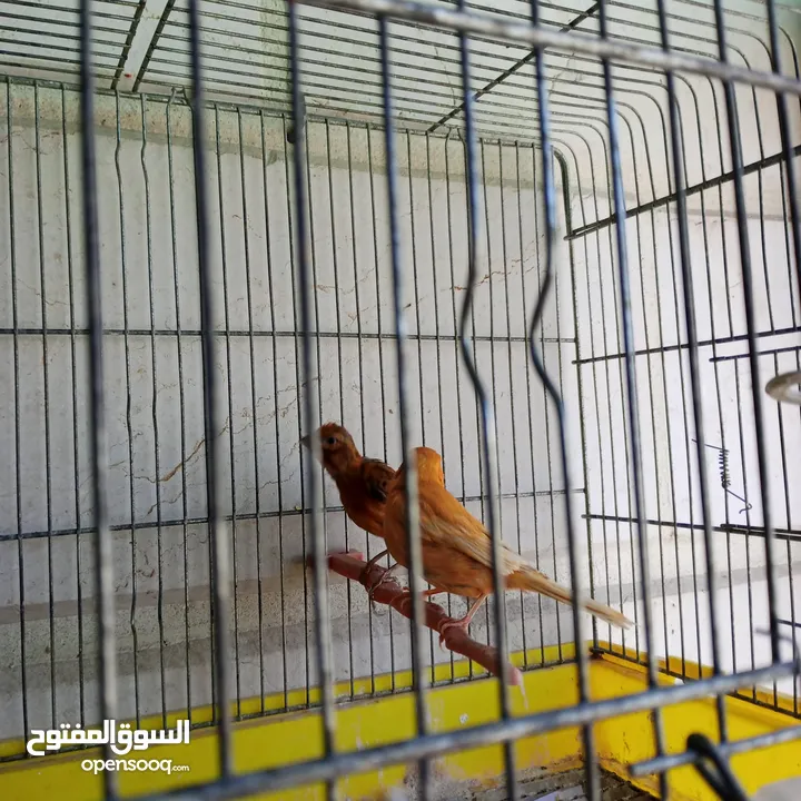 جوز كنار نخب النخب