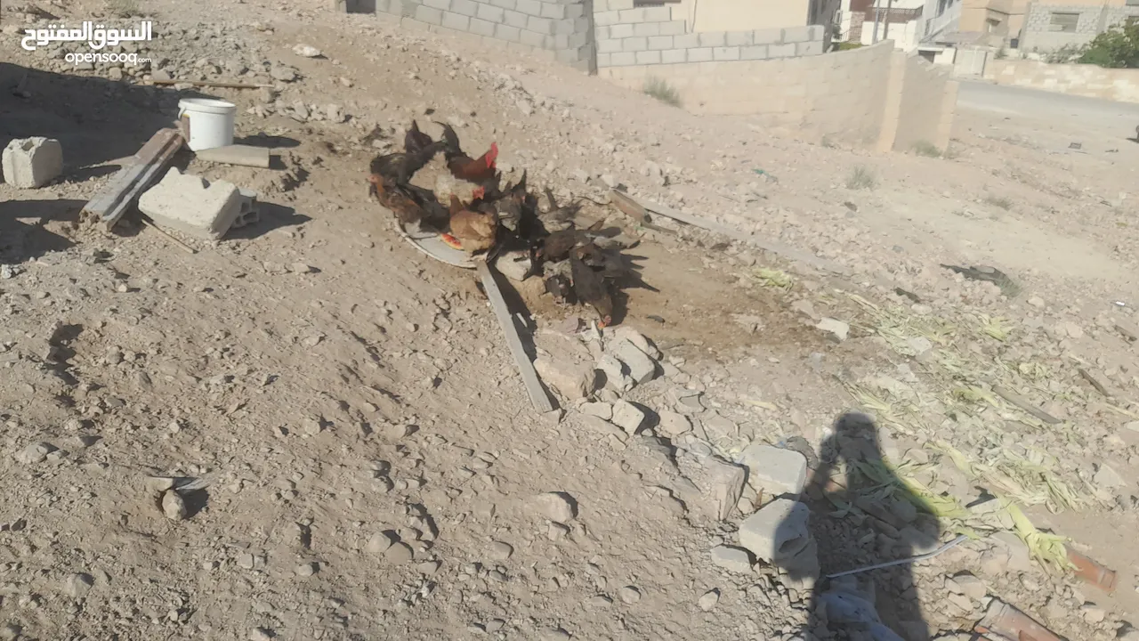 فرخات بلدي