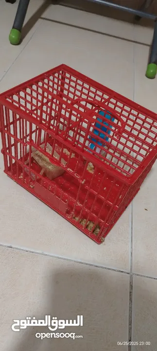 بطه مع قفصها