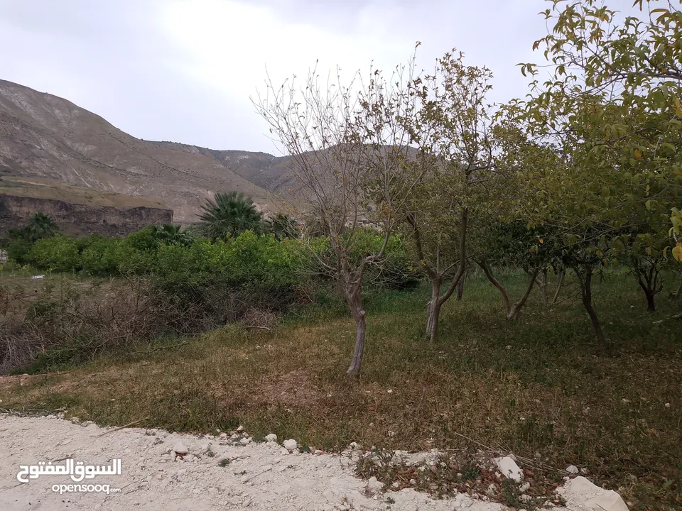 ارض للبيع في الحمه الاردنيه مزروع جوافه وكل انواع الحمضيات بثلاثه قواشين مستقلات ومتلاصقات لمالك واح