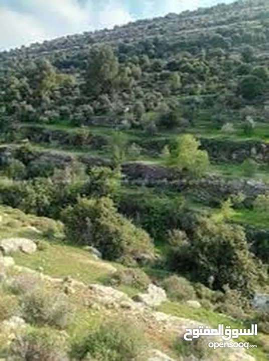 قطعة ارض في مرج الحمام للبيع