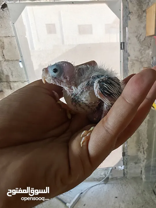 فراخ كوكتيل للزق اليدوي