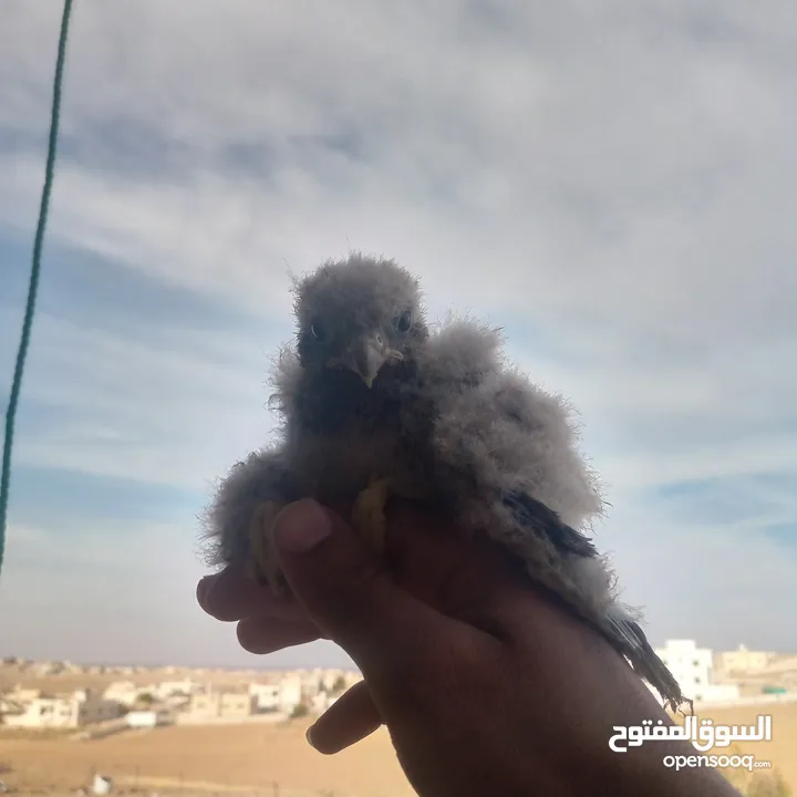 صقور للبيع