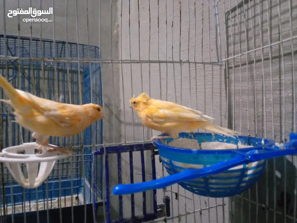 طحشت كنار بالصلاة على النبي صحة ونظافة كلهن من انتاجي الله يبارك لصاحب النصيب