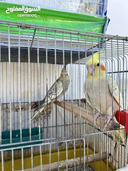 طيور الكوكتيل مروضة العمر 4 شهور