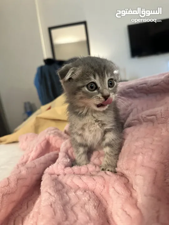 Scottish fold cat