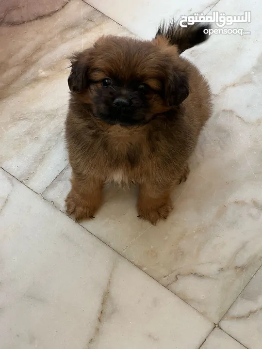 Peganese dog for sale