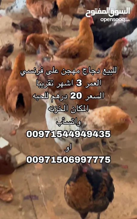 دجاج محلي العمر3