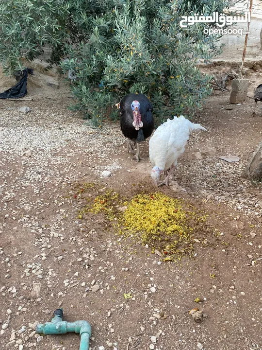 حبش ودجاج للبيع