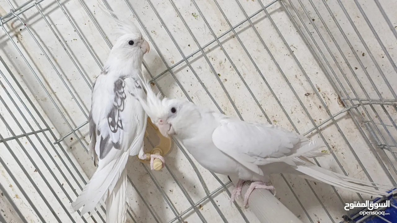 مزرعه طيور مميزة