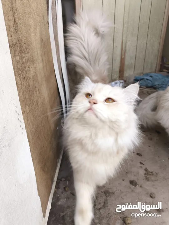 4 Persian cats