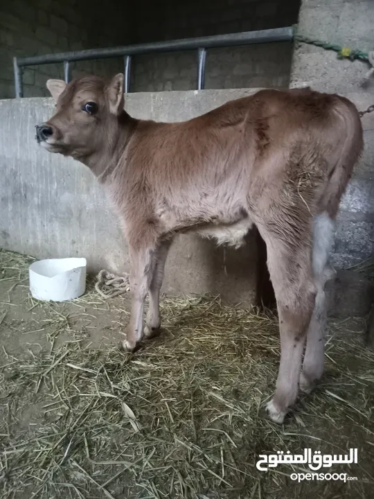 بقرة نمساوي اصل مربيه من اسبوع