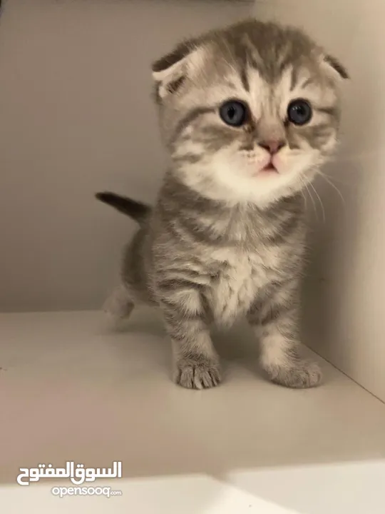 Pure scottish fold short hair for adoption قطط سكوتش فولد بريطاني