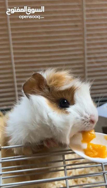 وبر للبيع Guinea pig for sale