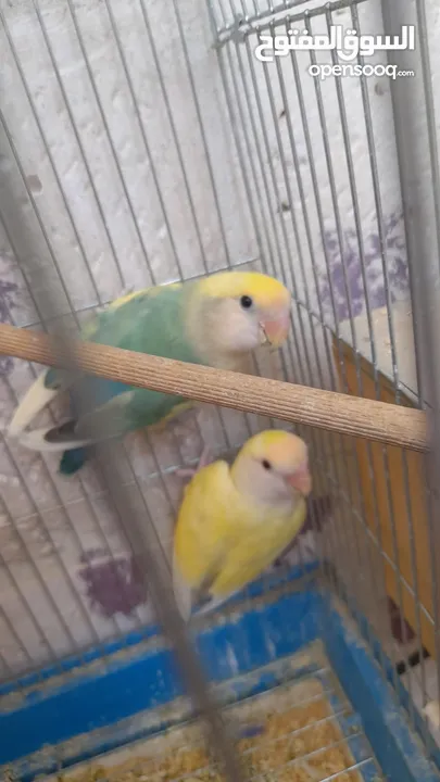 جوز روز منتج حجم و صحه و نظافه و ريش