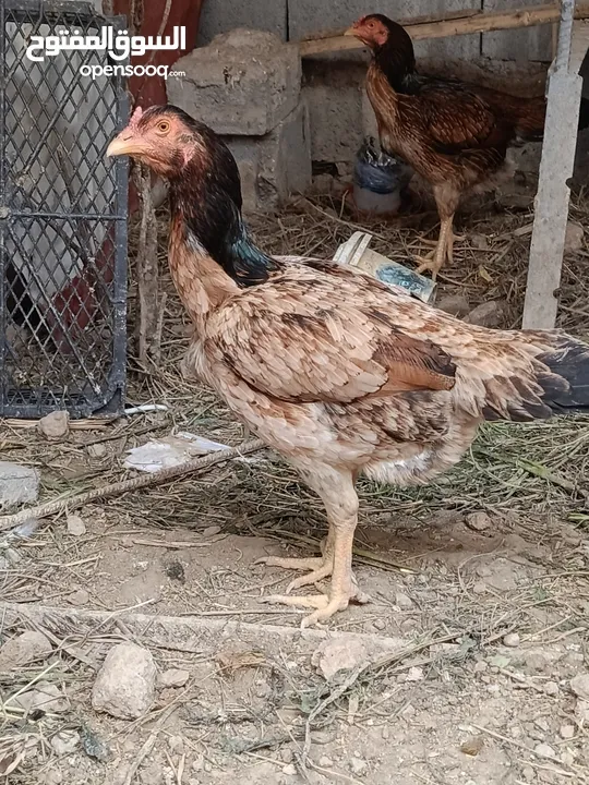 دجاج هراتي