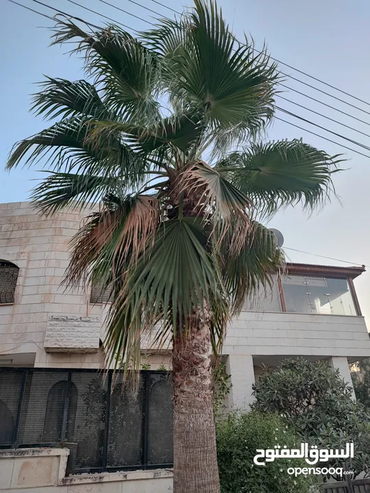 نخيل للبيع
