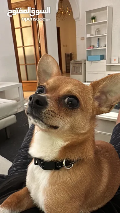 تشواوا ذكر Chihuahua male 10 months