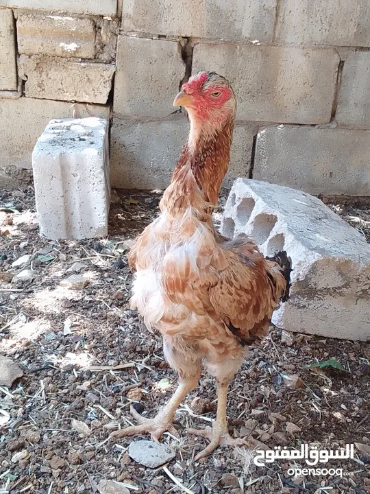 يوجد دجاجه باكستانيه مع ديك فيومي عمر ثلاث شهور