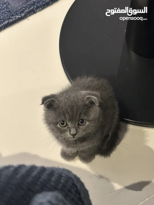 Scottish fold female