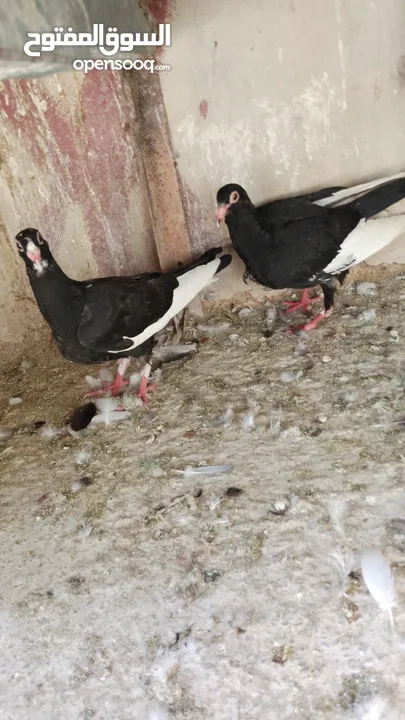 بسم الله والصلاه على رسول الله فحول طيور حمام وجواز للبيع