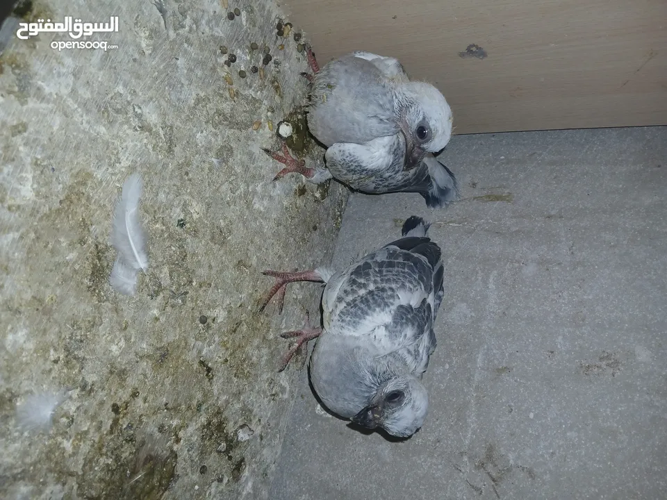 4 جواز شغاله  وفحل مكفوله للبيع دون الفراخ 35 دينار كوم