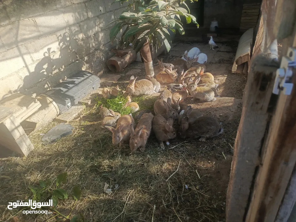ارانب بلديه شغالة تربيه منزليه