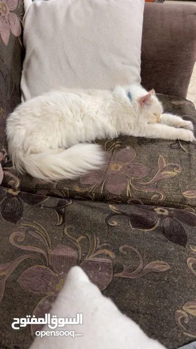 شيرازي للبيع عمرها سنة وشوي سعرها 600(قابل للتفاوض المعقول) اجتماعية وبترد عصحابها ومتعودة عالحمام