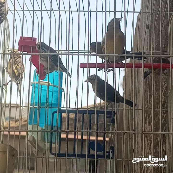 بناديق حسون مسمعات للبيع